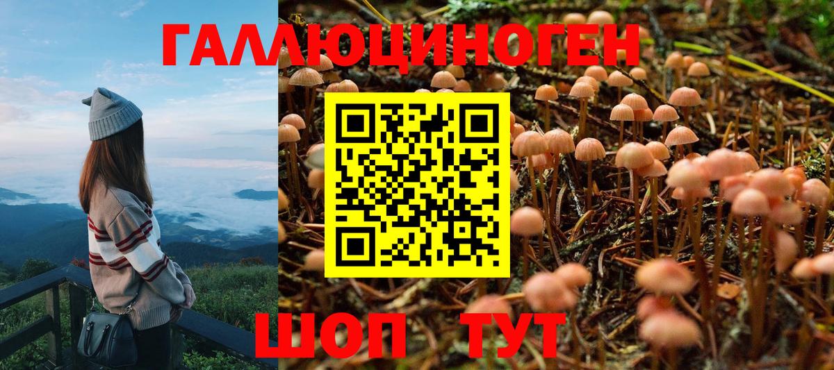 Псилоцибиновые грибы Cubensis Качканар